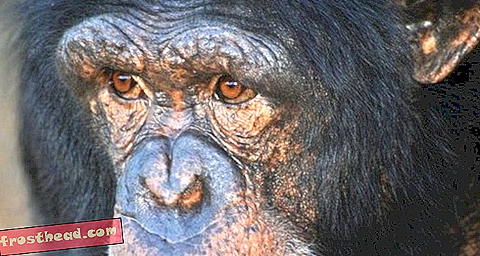 Quel primat est la source la plus probable de la prochaine pandémie?