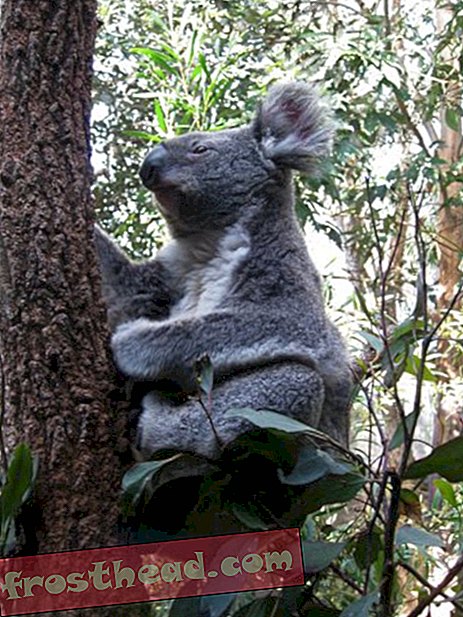 Los koalas y los canguros tienen raíces sudamericanas