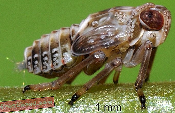 articles, blogs, science surprenante, science, faune - Cet insecte a les seuls engrenages mécaniques jamais trouvés dans la nature