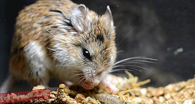 artikel, blog, sains mengejutkan, sains, margasatwa - Mouse Ini Telah Mengembangkan Kekebalan Terhadap Racun Kalajengking Beracun