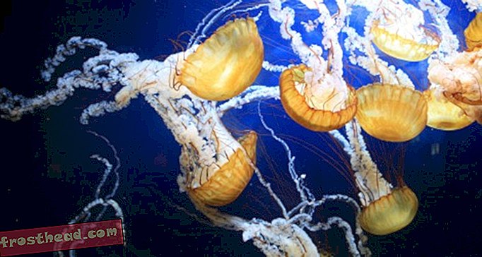 статии, блогове, изненадваща наука, наука, наука, нашата планета, дивата природа - Какво се крие зад този ужил от медузи?