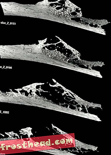 Πιάνονται στο νόμο: Οι επιστήμονες βρίσκουν ένα δόντι T. Rex κολλημένο σε μια ουρά Hadrosaur