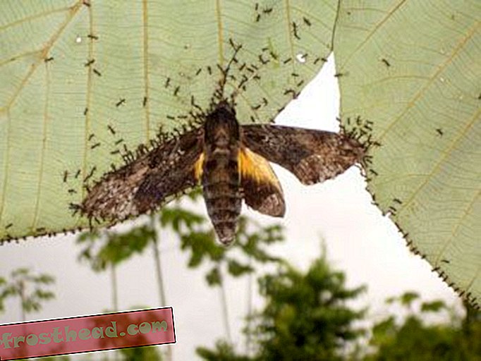 articles, blogs, science surprenante, science, faune - Les fourmis utilisent du velcro pour attraper de grandes proies