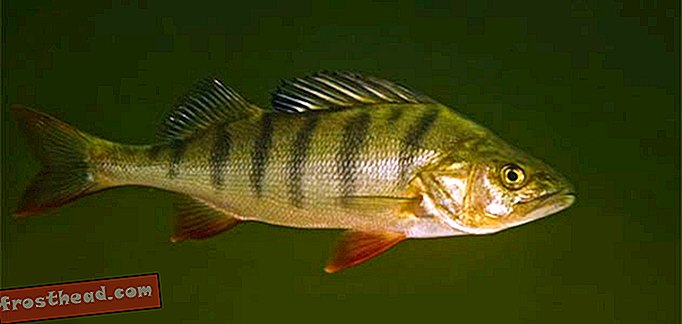 članci, blogovi, iznenađujuća znanost, znanost, naš planet, divljina - Ispiranje tableta protiv anksioznosti niz zahod može utjecati na ponašanje divlje ribe