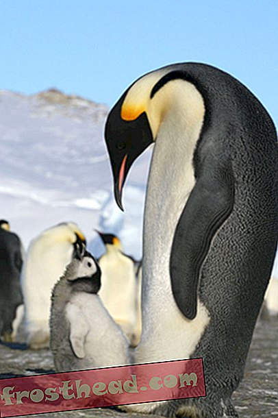 Obrázek týdne - Císař tučňáci