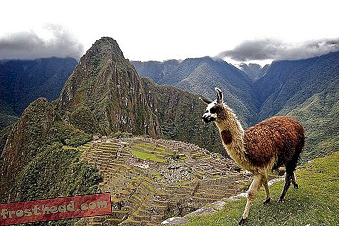 artículos, blogs, ciencia sorprendente, ciencia, vida salvaje - El secreto del éxito de Machu Picchu: Llama Poop