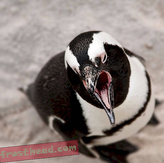 Pingüino africano