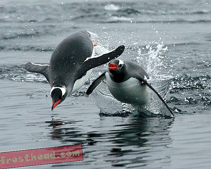 14 sjove fakta om pingviner