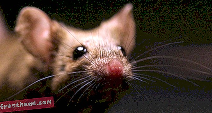 La persistance de la mémoire chez la souris