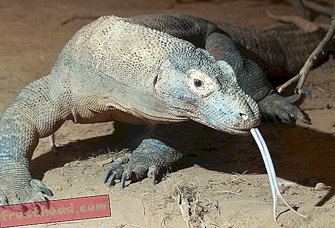 Dragons de Komodo: mignons, mortels ou les deux?