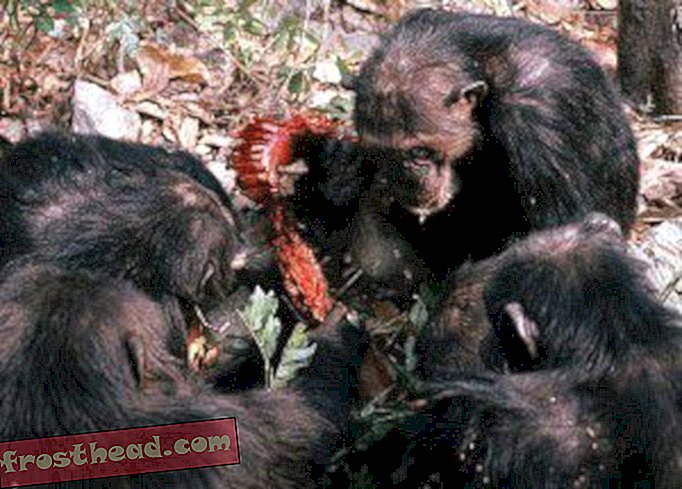 50 ans de découvertes de chimpanzés à Gombe