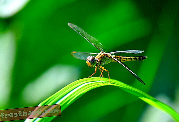 14 datos curiosos sobre las libélulas-artículos, blogs, ciencia sorprendente, ciencia, vida salvaje