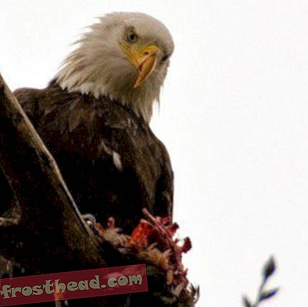 Bald Eagles afslører kompleksiteter i at redde dyrelivet