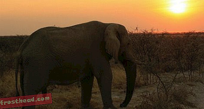 Mužský slon fronty v suchých časech