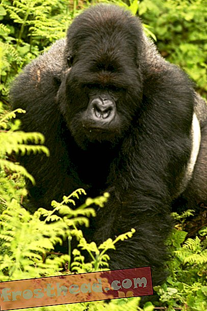 Guardas do Gorilla Mountain negociam passagem segura no Congo