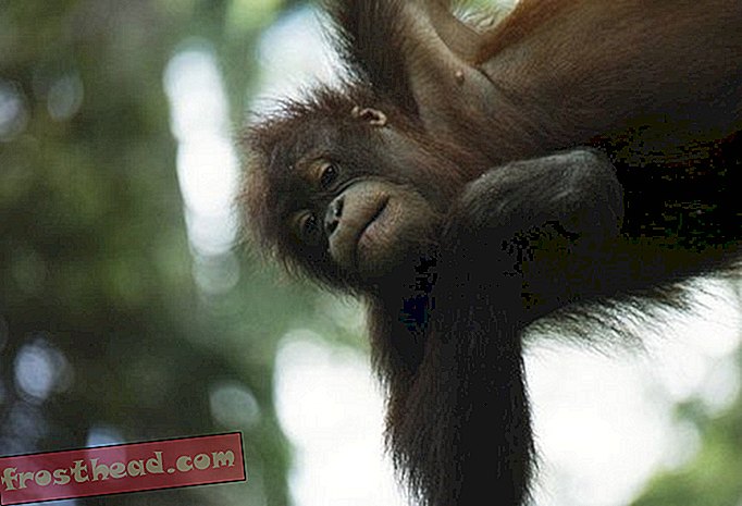 Orangutanger bruger blade til at lyde større