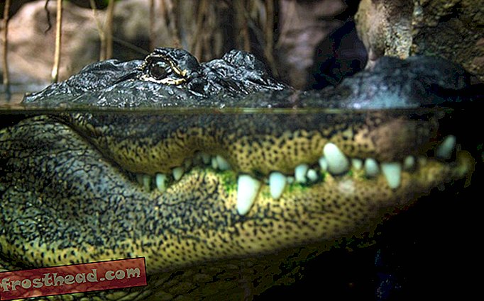 Das Lösen eines Alligator-Rätsels kann Menschen dabei helfen, verlorene Zähne nachwachsen zu lassen