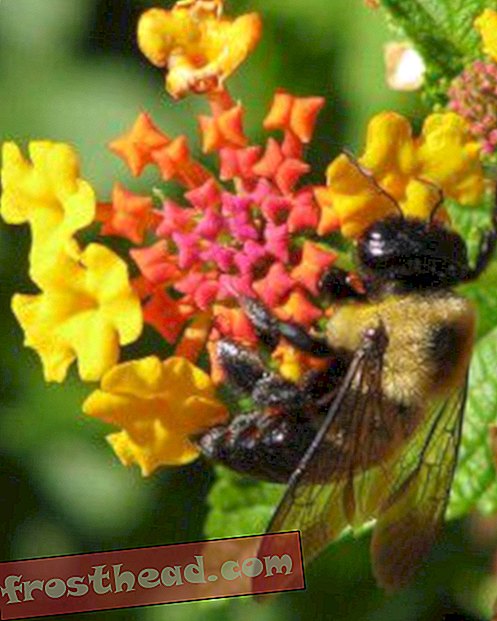 उत्तर अमेरिकी Bumblebees पतन पर
