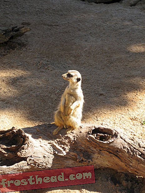 Meerkats और ग्राउंड गिलहरी एक साथ रहते हैं, अलग-अलग धमकी का जवाब देते हैं