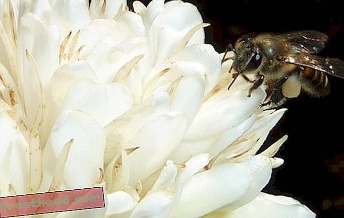 Медоносна пчела пије нектар из цвета кафе.