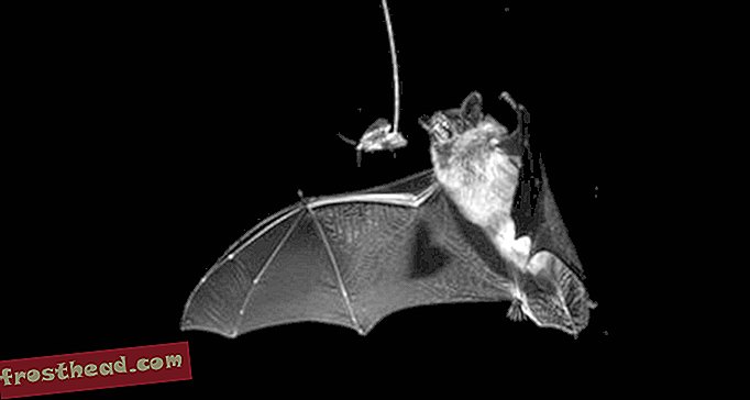 Cómo una especie de polilla puede atascar los sistemas de sonda de los murciélagos