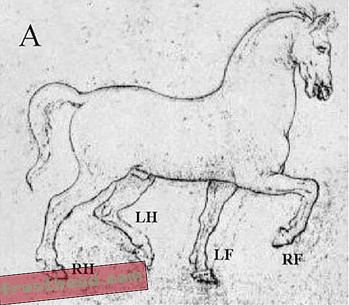 ברישום זה, אפילו לאונרדו דה וינצ'י מצייר את רצף ההליכה של הסוס בצורה לא מציאותית.