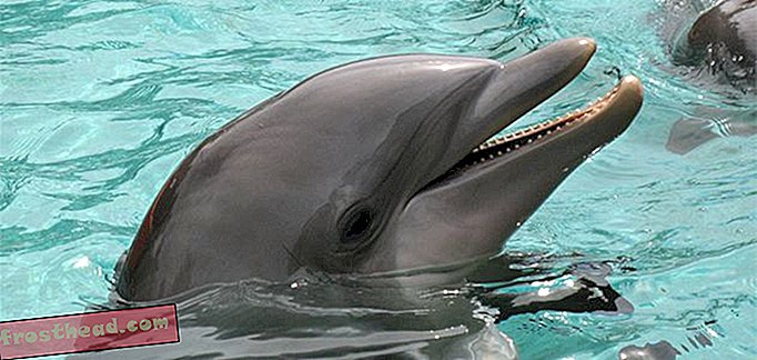 האם דולפינים משתמשים בשריקות כדי להתקשר לעצמם בשמות ייחודיים?