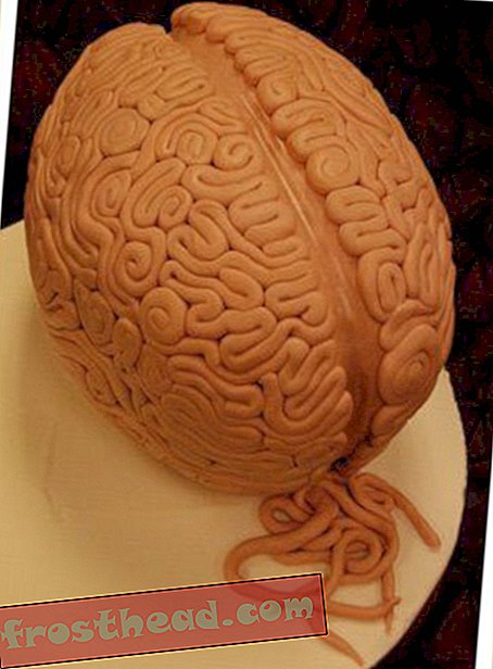 Este é o seu cérebro ... no bolo