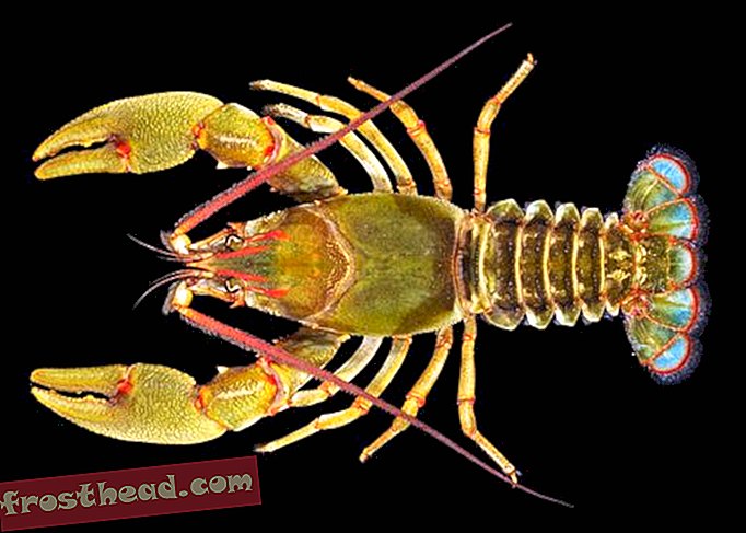 Spesies Crayfish Raksasa Ditemukan di Tennessee