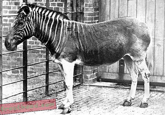 Artikel, Blogs, überraschende Wissenschaft, Wissenschaft, Tierwelt - Quagga: Das verlorene Zebra