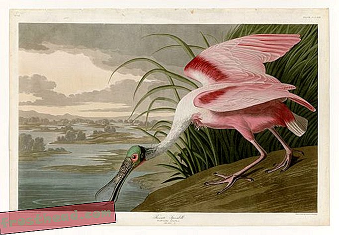 Редкая копия Audubon's Birds of America на продажу