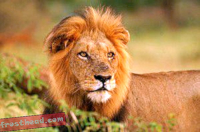 articole, bloguri, știință surprinzătoare, știință, animale sălbatice - Oamenii fură mâncare din lei