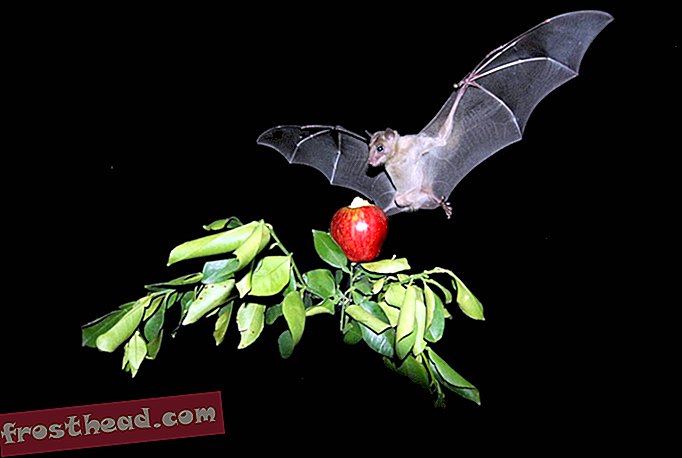 Egiptuse puuvilja-nahkhiir täpsustab sööki