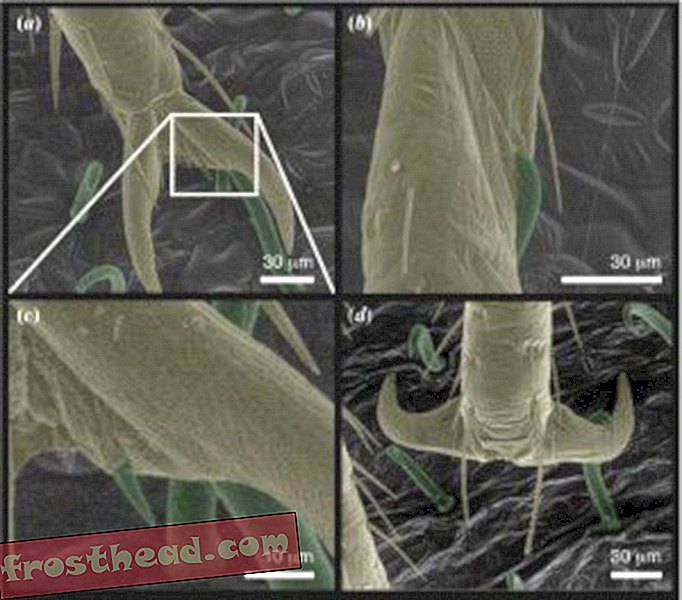 Pildid voodililledest (kollased) ubade lehtede pindadel, millel on konksulised trihheedid (roheline).