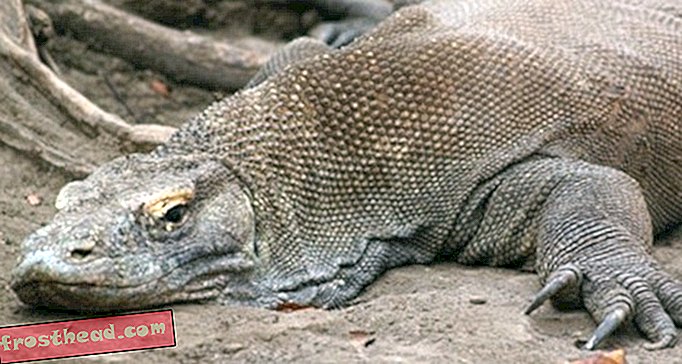 Najslavniji napadi zmajeva Komodo u posljednjih 10 godina