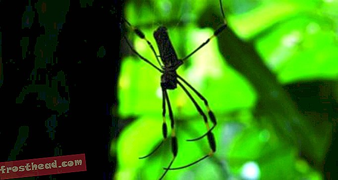 άρθρα, blogs, εκπληκτική επιστήμη, επιστήμη, άγρια ​​φύση - Ορισμένες αράχνες έχουν μυαλά στα πόδια τους