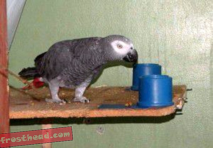 статии, блогове, изненадваща наука, наука, дивата природа - Африканските сиви папагали имат уменията за разум на 3-годишните