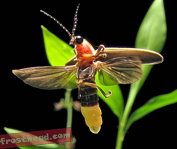 Fireflies के बारे में 14 मजेदार तथ्य