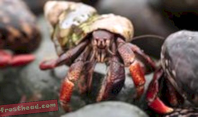 articles, blogs, science surprenante, science, notre planète - Migrations de crabe fou