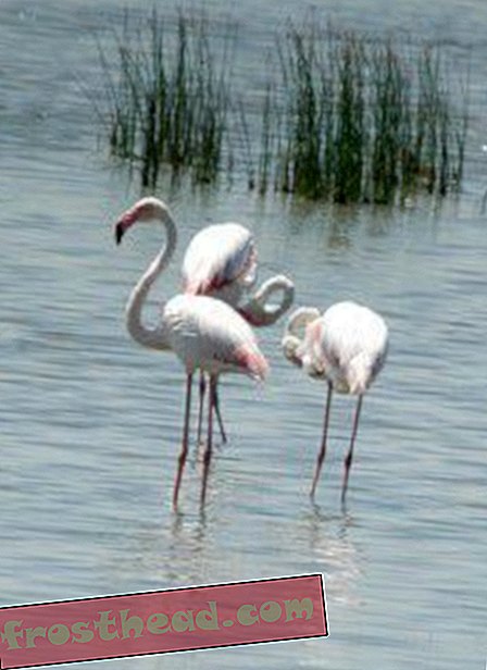 Lyserøde flamingoer tiltrækker par med make-up