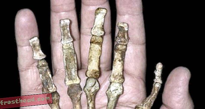 Fossil finner kompliserte søk etter menneskelig stamfar