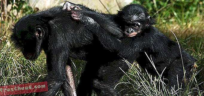 Les gestes des nourrissons humains et singe sont plus semblables que ce à quoi vous pouvez vous attendre