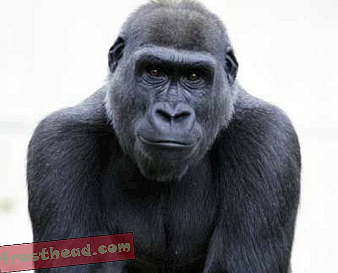 artiklid, ajaveebid, üllatav teadus, teadus, teine ​​arvamus - Gorillas küttis Kongos bushmeat