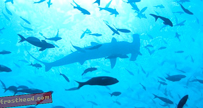 članki, blogi, presenetljiva znanost, znanost, znanost, naš planet, divjad - Deset zgodb o morskih psih od zadnjega tedna morskega psa