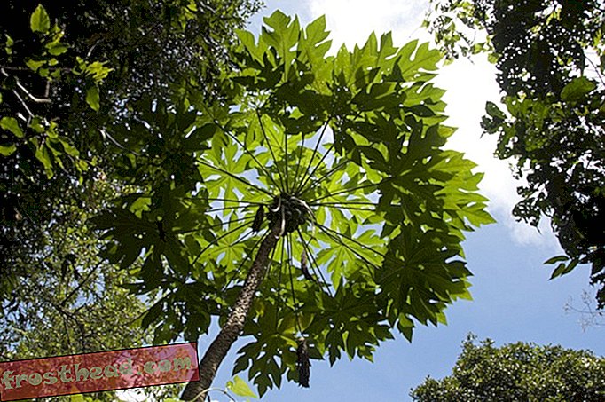गुआम पपीता का पेड़