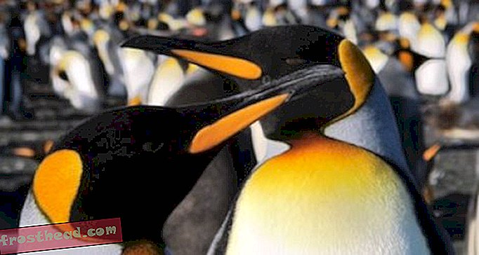 King Penguins painotti tutkijoita ja turisteja