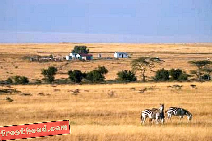 artículos, blogs, ciencia sorprendente, ciencia, vida salvaje - Gran pérdida de vida salvaje en Masai Mara de Kenia