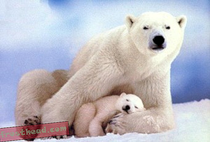 Climate change and polar bears don't mix well (courtesy of flickr user Just Being Myself)