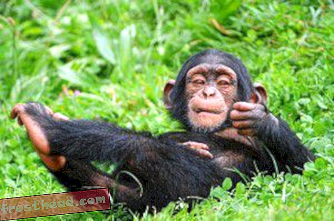 Младе чимпанзе праве „лутке“ од штапова