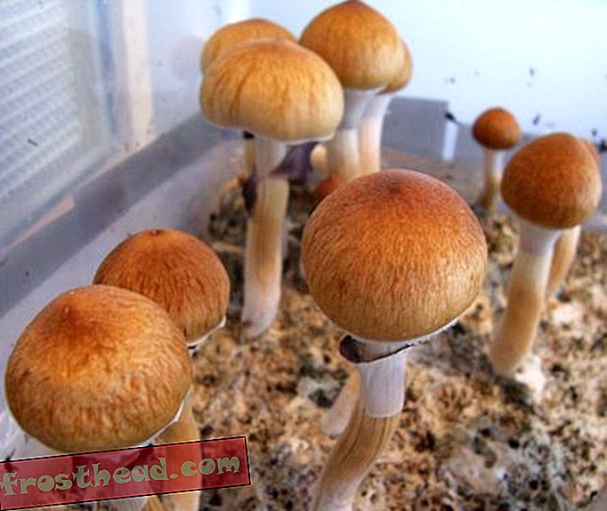 Psilocybe cubensis est l’espèce la plus commune des champignons à la psilocybine.